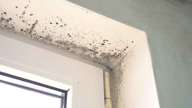 Best Mold Odor Removal Services  in Wyoming, DE